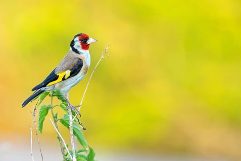 Goldfinch, goldfinch, (Carduelis carduelis), biotope, habitat, foraging, perch, Worms district,