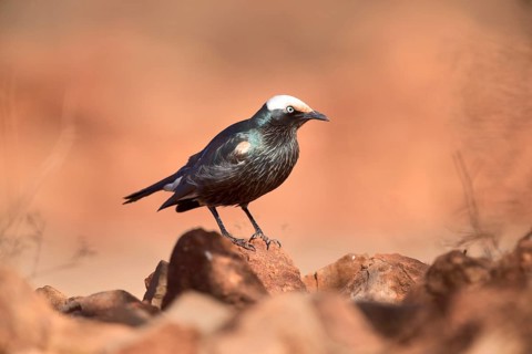 White-crowned Starling (Lamprotornis albicapillus) perched on the ground, Oromia, Ethiopia