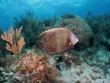 French angelfish (Pomacanthus paru)