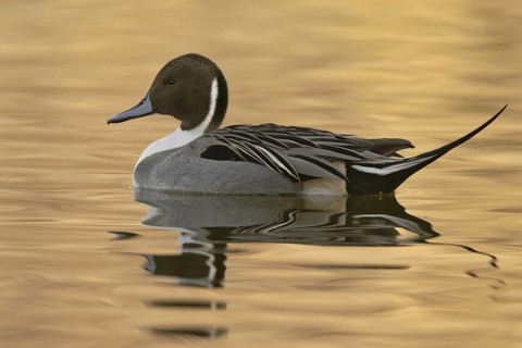 Northern Pintail (Anas acuta) male, Arizona, USA