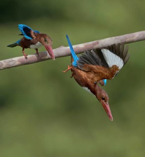 White-throated Kingfisher (Halcyon smyrnensis) adults hunting, Penang, Malaysia