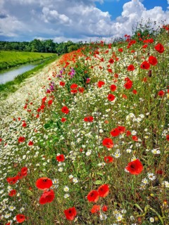 Summer meadow with flowering poppies (Papaver rhoeas), daisies and wild herbs against a blue sky