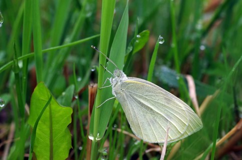 Small white (Pieris rapae), butterfly, closed wings, meadow, dewdrops, close-up, A Small white sits