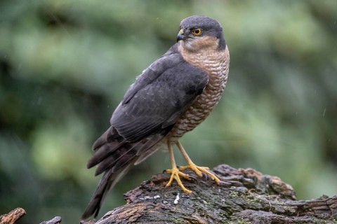 Sparrowhawk (Accipiter nisus), Emsland, Lower Saxony, Germany