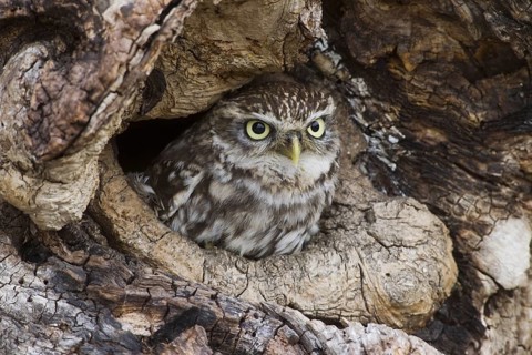 Little Owl (Athene noctua), United Kingdom