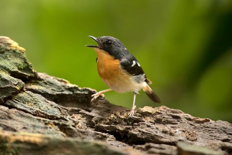 Rufous-chested Flycatcher (Ficedula dumetoria) male singing, Selangor, Malaysia