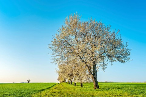 A dirt road leads through a field landscape with green fields in spring, blooming cherry trees