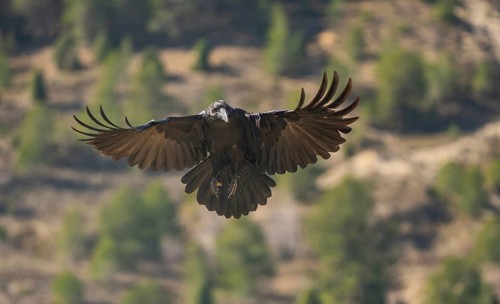 A magnificent Common Raven spreads its wings wide in mid-flight against a blurred forest backdrop,