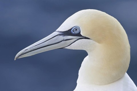 Northern Gannet (Morus bassanus), Newfoundland, Canada