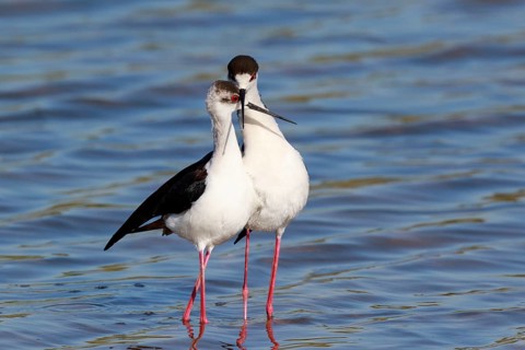Black-winged Stilt (Himantopus himantopus) pair displaying, Greece
