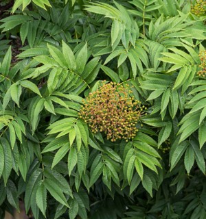 Ash rowan (Sorbus 'Dodong'), Linné Square, Sweden