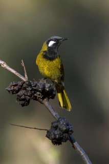 White-eared Honeyeater (Nesoptilotis leucotis), Victoria, Australia