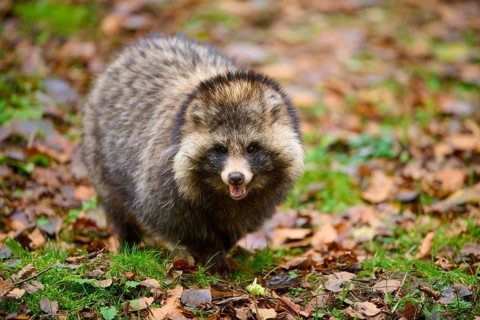 A raccoon dog with open mouth and attentive posture on leafy ground, raccoon dog (Nyctereutes