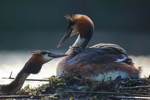 Great Crested Grebe (Podiceps cristatus) pair with chick at nest, North Rhine-Westphalia, Germany