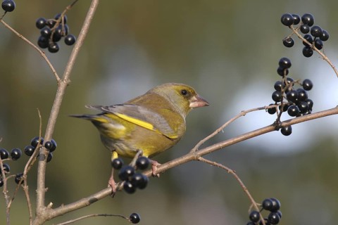 European Greenfinch (Chloris chloris), Baden-Wuerttemberg, Germany
