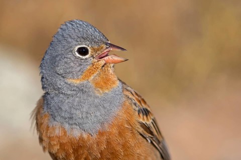 Grauortolan, Cretzschmar's Bunting, Emberiza caesia, Bruant cendrillard, Escribano Ceniciento