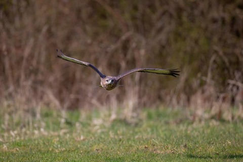 Common buzzard (Buteo buteo) adult bird of prey raptor flying over countryside grassland, England,