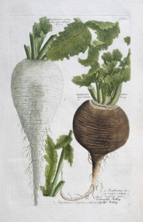 Black radish, Raphanus niger, large radish, Raphanus sativus albus major oblongus, hand-colored