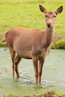 A red deer hind (Cervus elaphus) stands in a puddle in a meadow and observes its surroundings