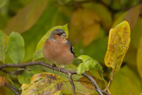 Eurasian chaffinch (Fringilla coelebs) adult male garden bird on a Magnolia tree branch with autumn