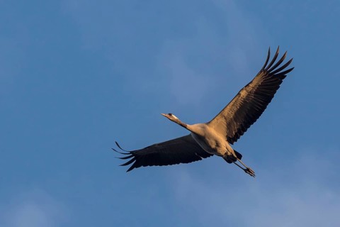 Common Crane (Grus grus) flying, Mecklenburg-Western Pomerania, Germany