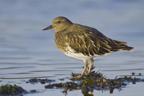 Black Turnstone (Arenaria melanocephala), British Columbia, Canada