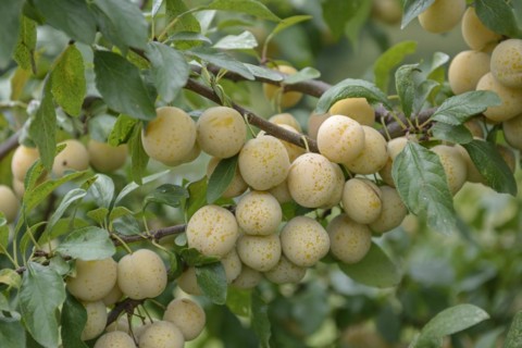 Mirabelle plum (Prunus domestica 'Bellamira'), Bundessortenamt, Marquardt testing centre,