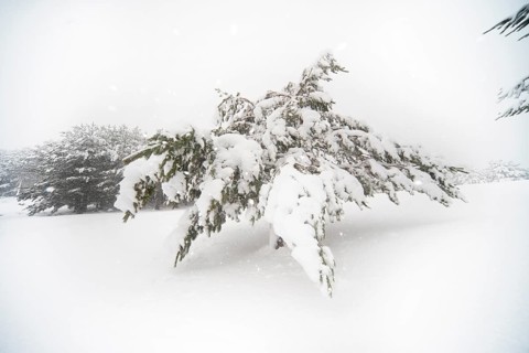 A serene winter scene in Guadarrama National Park, Spain, featuring snow-laden Aleppo pines under a