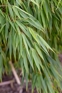 Umbrella bamboo (Fargesia rufa), Saxon State Office for the Environment, Germany