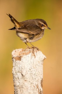 Bluethroat (Luscinia svecica cyanecula) young female perched on a pale, Castile-La Mancha, Spain