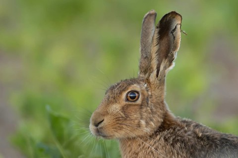 European brown hare (Lepus europaeus) adult animal in a farmland sugar beet crop field in summer,