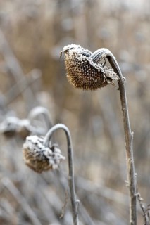 Sunflowers in winter, ice, snow (Helianthus annuus), winter, field, Baden-Württemberg, Germany