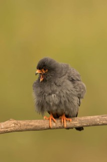 Red-footed Falcon (Falco vespertinus) adult male calling, perched on a branch, Serbia