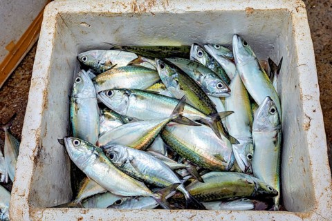 Freshly caught mackerel in a white cooler at the harbor, The fishermen in the fishing port of