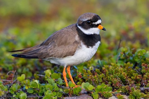 Ringed Plover, Animals, Birds, Plover family, (Charadrius hiaticula), Varanger, Finnmark, Norway