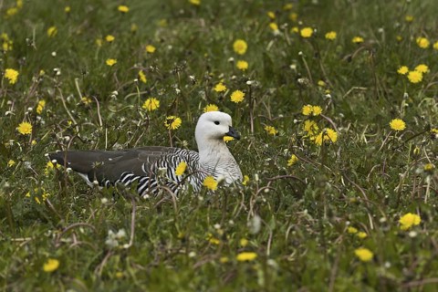 Upland Goose (Chloephaga picta), Argentina