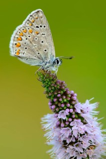 Blue butterfly (Polyommatus icarus), Goldenstedt moor, Goldenstedt, Lower Saxony, Germany
