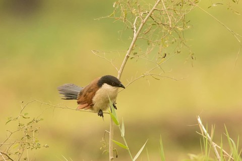 Senegal Coucal (Centropus senegalensis), Gambia