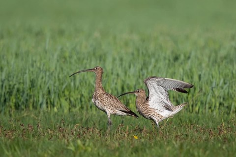 Eurasian Curlew (Numenius arquata) pair displaying, North Rhine-Westpalia, Germany