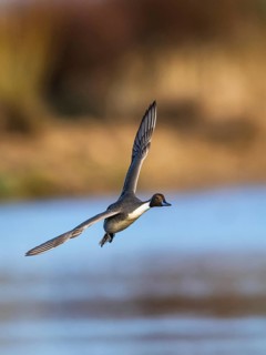 Northern Pintail, Anas acuta, male in flight over winter marshes