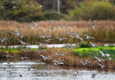 Black-tailed Godwits, Limosa limosa, birds in flight over marshes