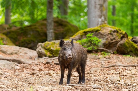 Wild boar (Sus scrofa) standing in a forest, Bavaria, Germany