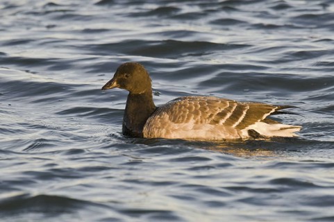 Brant Goose (Branta bernicla), New Jersey, USA