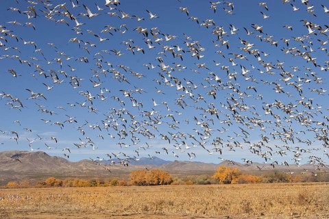 Snow Goose Chen caerulescens Bosque del Apache National Wildlife Refuge, New Mexico, United States