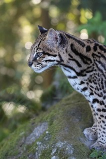 One Ozelot, Leopardus pardalis, side portrait with green vegetation in the background