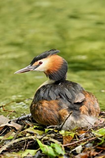 Great Crested Grebe (Podiceps Scalloped ribbonfish), sitting on nest, Canton Zug, Switzerland