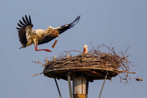 White Stork (Ciconia ciconia) with nesting material, North Rhine-Westphalia, Germany