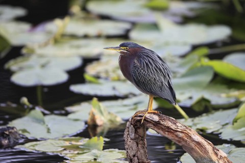 Green Heron (Butorides virescens), Florida, USA