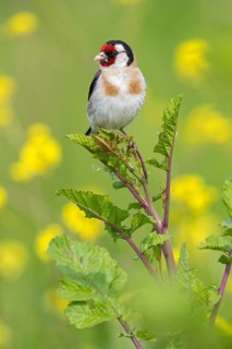 Goldfinch, goldfinch, (Carduelis carduelis), finch family, biotope, habitat, perch, Lesbos, Greece