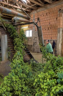Hop processing Hallertau Bavaria Germany